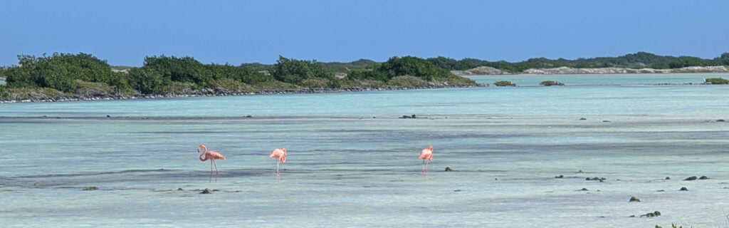 Three flamingos walking through shallow pastel waters in Bonaire