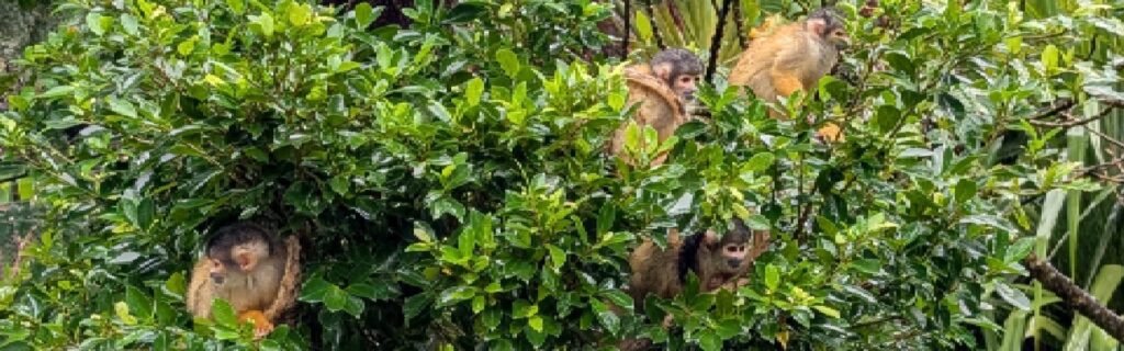 Squirrel monkeys hiding in tree canopy