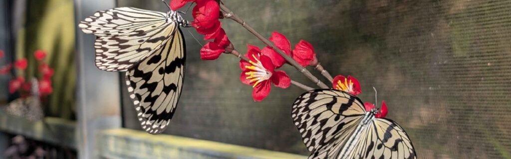 Two butterflies resting on bright red flowers