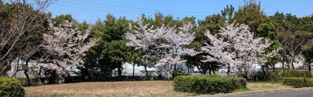 Row of cherry blossom trees in full bloom