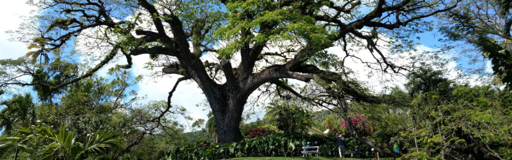 panoramic view of saman tree with visitors below