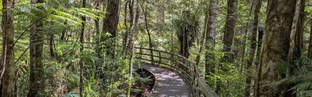 Boardwalk winding through Puketi Forest