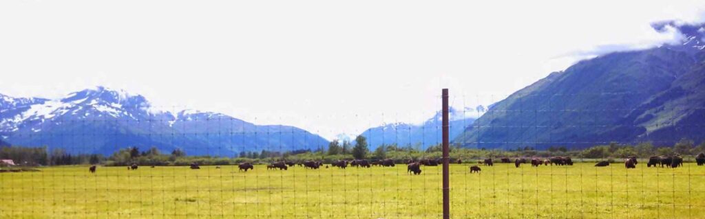 A wide field of bison grazing with mountains in the background