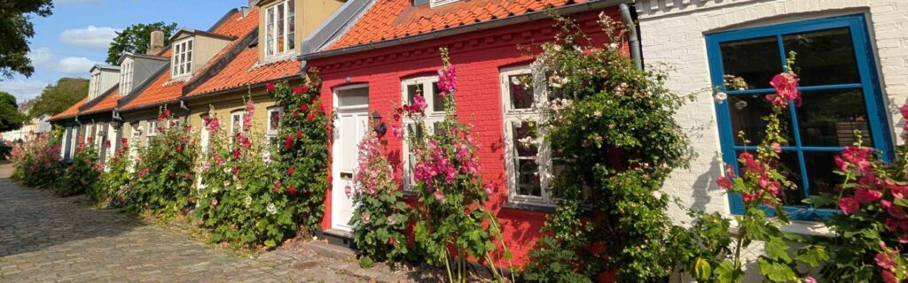 Historic houses with blooming hollyhocks along Møllestien in Aarhus during the midday sun.
